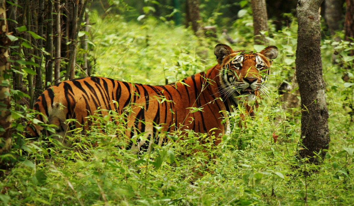 National Parks in Nepal