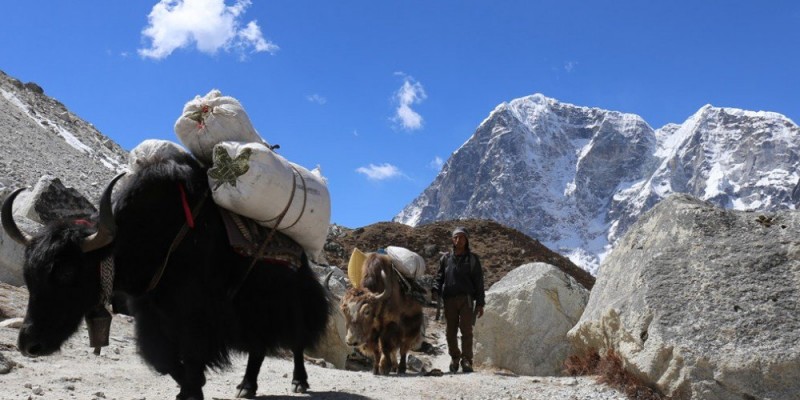 Approach of Everest Base Camp as ration and passion of Trekkers. 